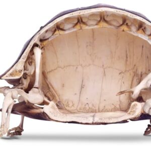 Turtle Live Without Its Shell