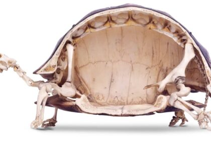 Turtle Live Without Its Shell
