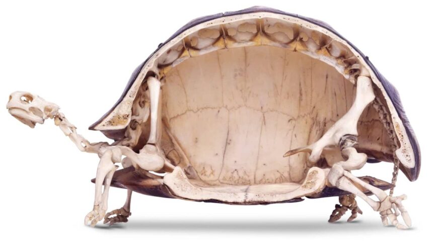Turtle Live Without Its Shell Home Pets Coach
