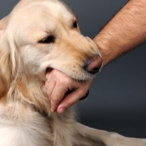 A Dog Biting His Master's Hand