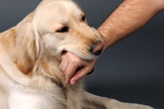 A Dog Biting His Master's Hand