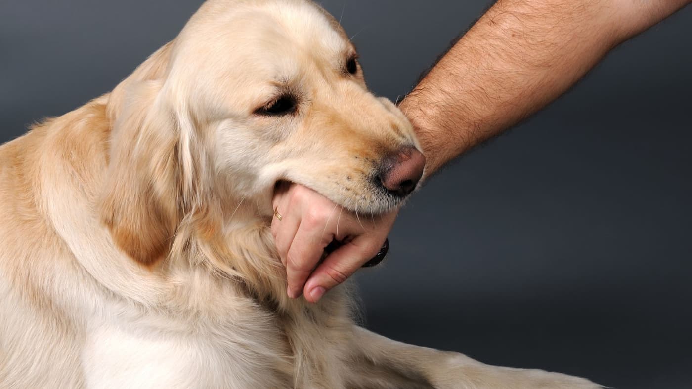 A Dog Biting His Master's Hand