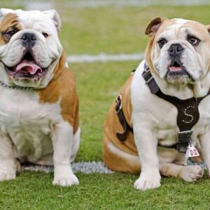 Best Collar For English Bulldog