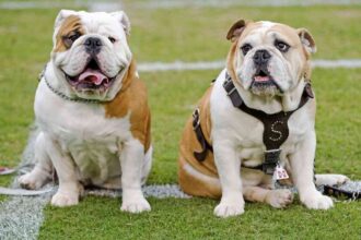 Best Collar For English Bulldog