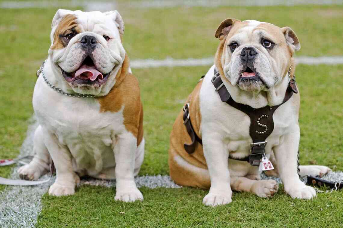 Best collar for english bulldog Pets Coach