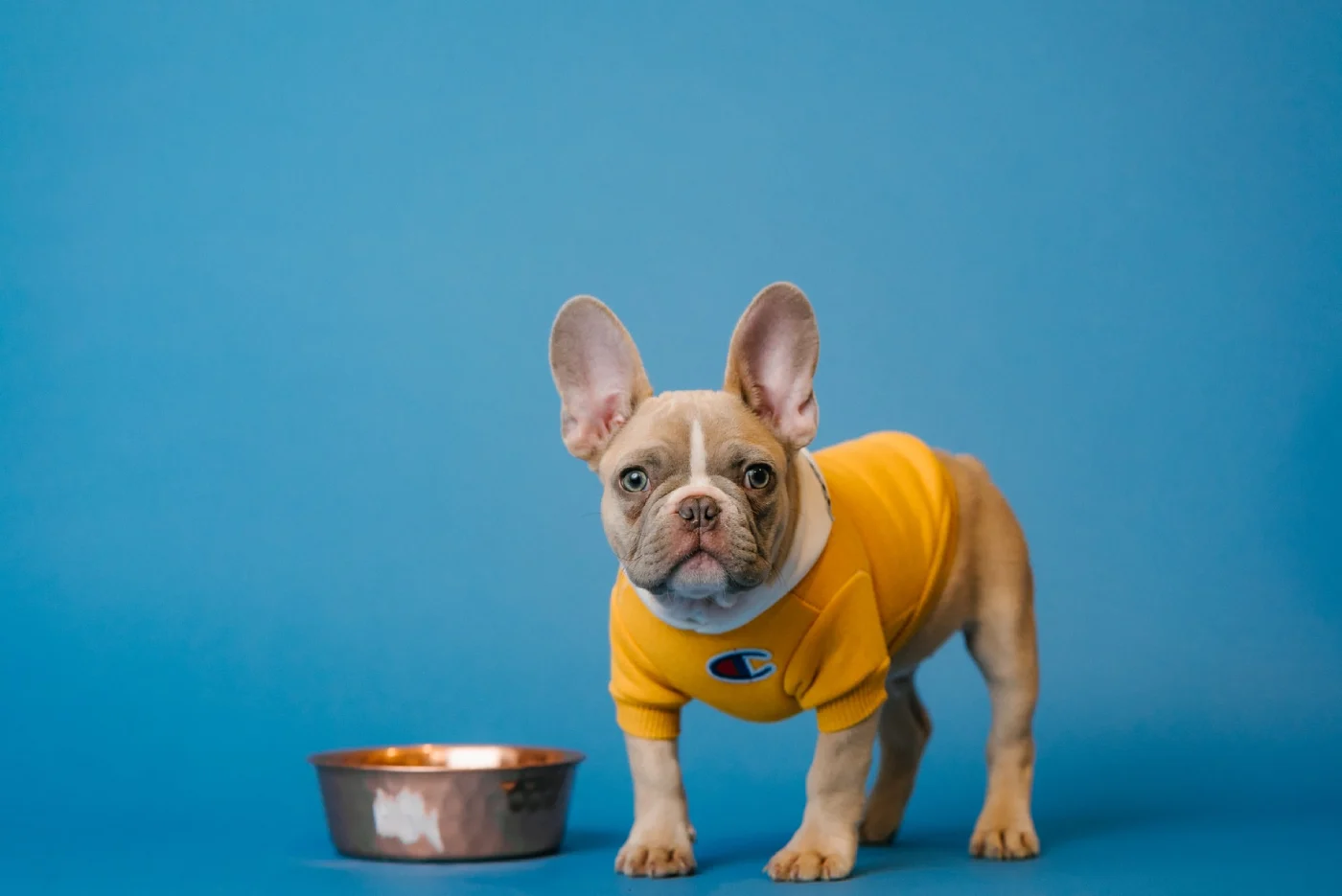 Best Food For French Bulldogs With Sensitive Stomach