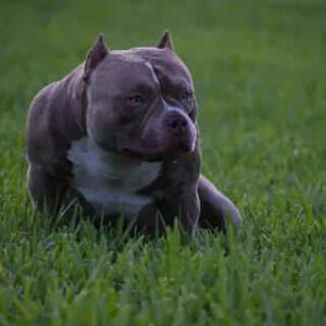 Best Shampoo For American Bully