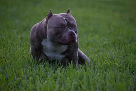 Best Shampoo For American Bully