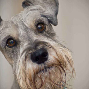 Best Shampoo For Miniature Schnauzer