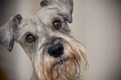 Best Shampoo For Miniature Schnauzer