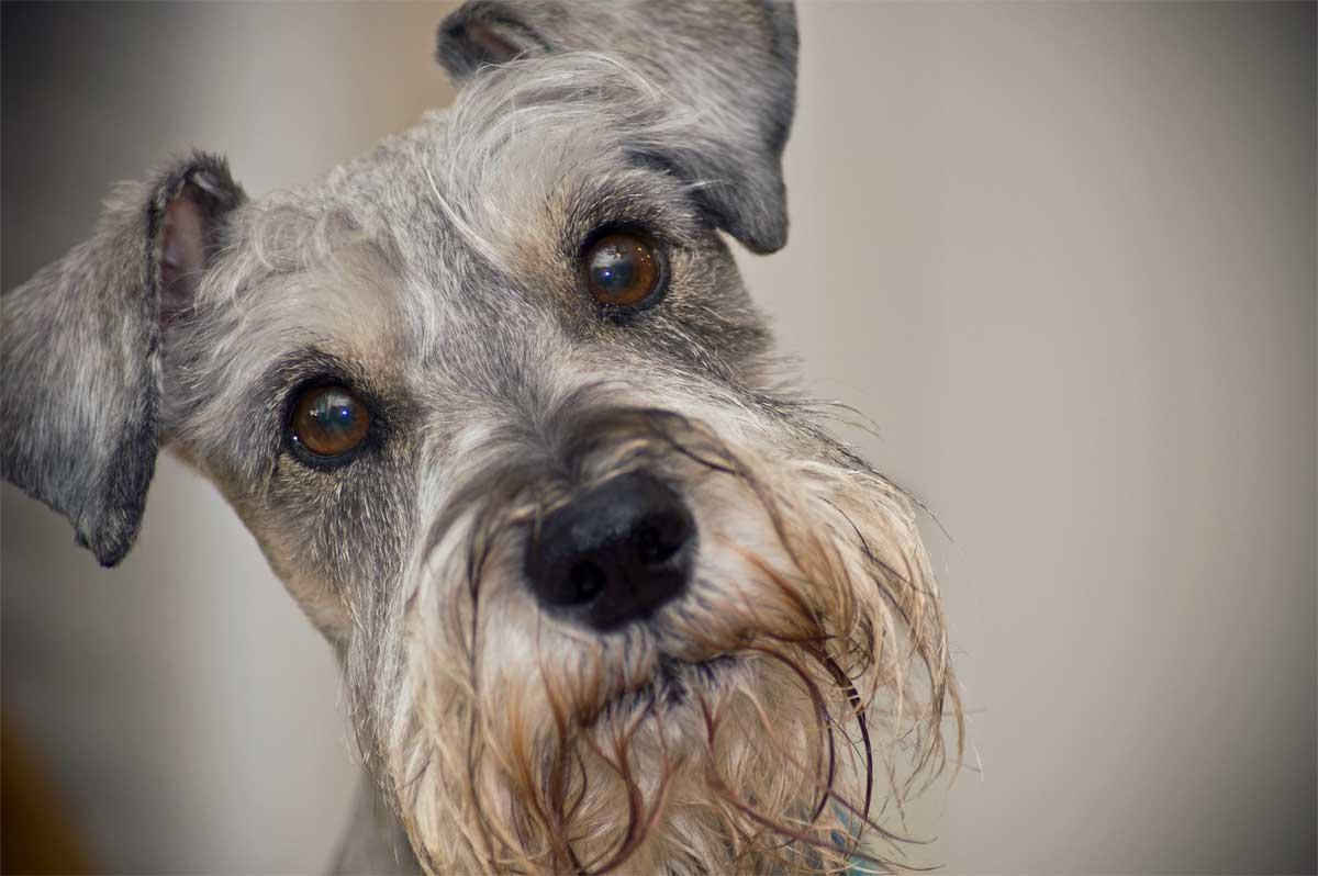 Best Shampoo For Miniature Schnauzer