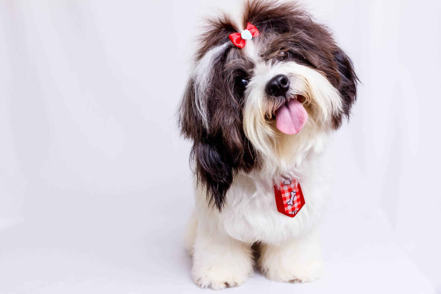 Best Shampoo For Shih Tzu With Allergies