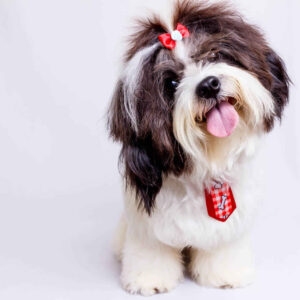 Best Shampoo For Shih Tzu With Allergies