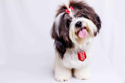 Best Shampoo For Shih Tzu With Allergies