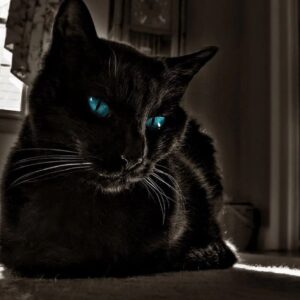 Black Cat With Blue Eyes In A Dark Place