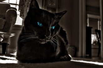 Black Cat With Blue Eyes In A Dark Place