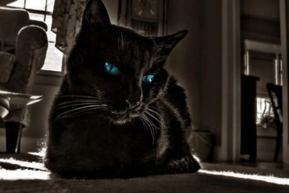 Black Cat With Blue Eyes In A Dark Place