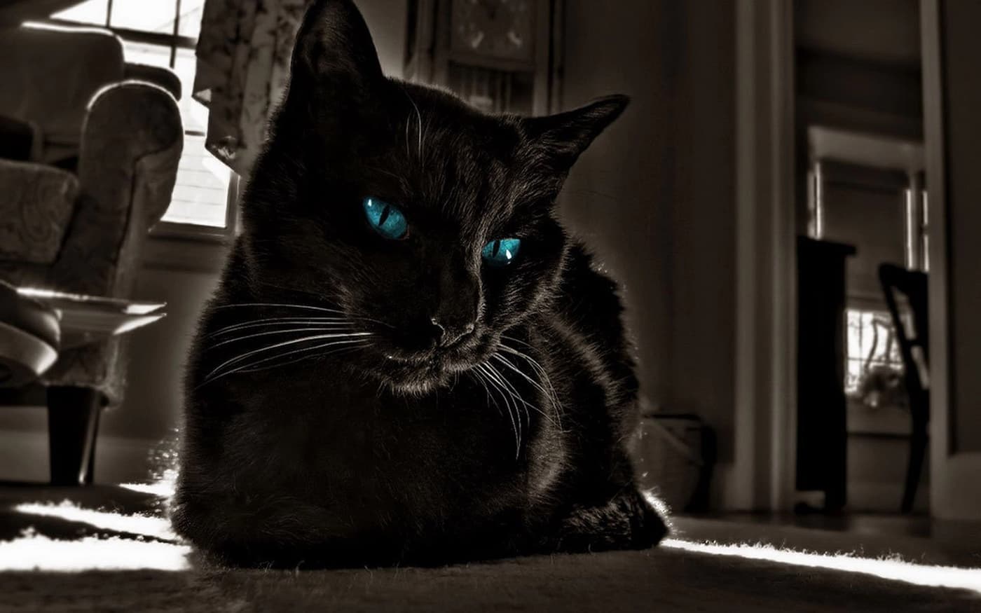 Black Cat With Blue Eyes In A Dark Place