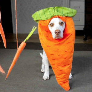 Carrot Garden Dog Toy