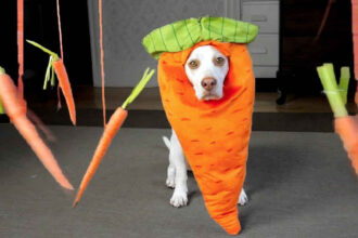 Carrot Garden Dog Toy