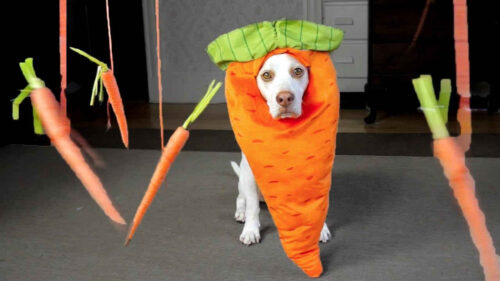Carrot Garden Dog Toy Home Pets Coach