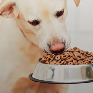 Good And Fun Dog Treats