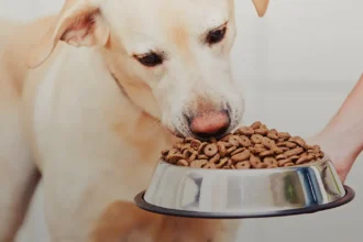 Good And Fun Dog Treats