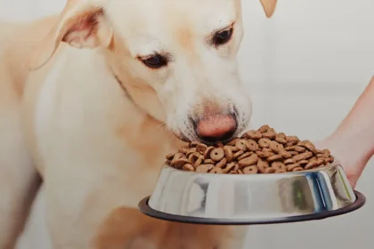 Good And Fun Dog Treats