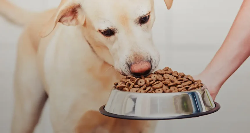 Good And Fun Dog Treats Home Pets Coach