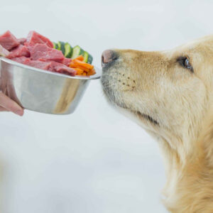 Raw Diet For Dogs With Allergies