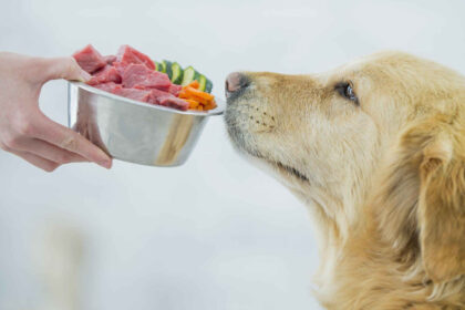 Raw Diet For Dogs With Allergies Home Pets Coach
