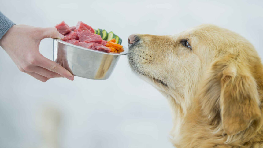 Raw Diet For Dogs With Allergies Home Pets Coach