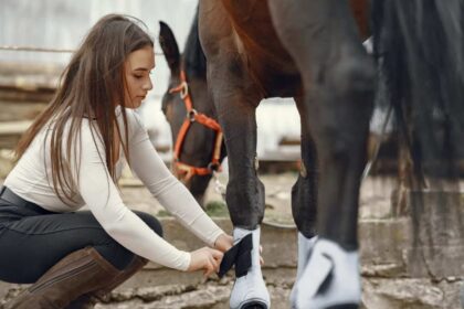 Woman Horse Owner Putting Bandage On Animal Leg To Prevent Injury