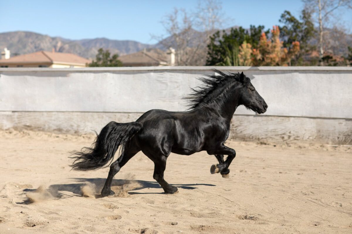 Close Up Horse Nature Unleashing the Speed: The Horse’s Galloping Velocity