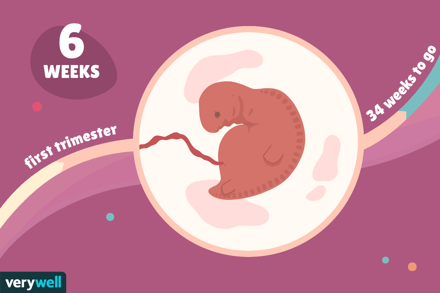 6th Week Of Dog Pregnancy
