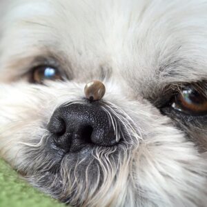 A Tick On A Dog's Nose