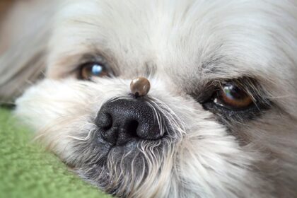 A Tick On A Dog's Nose
