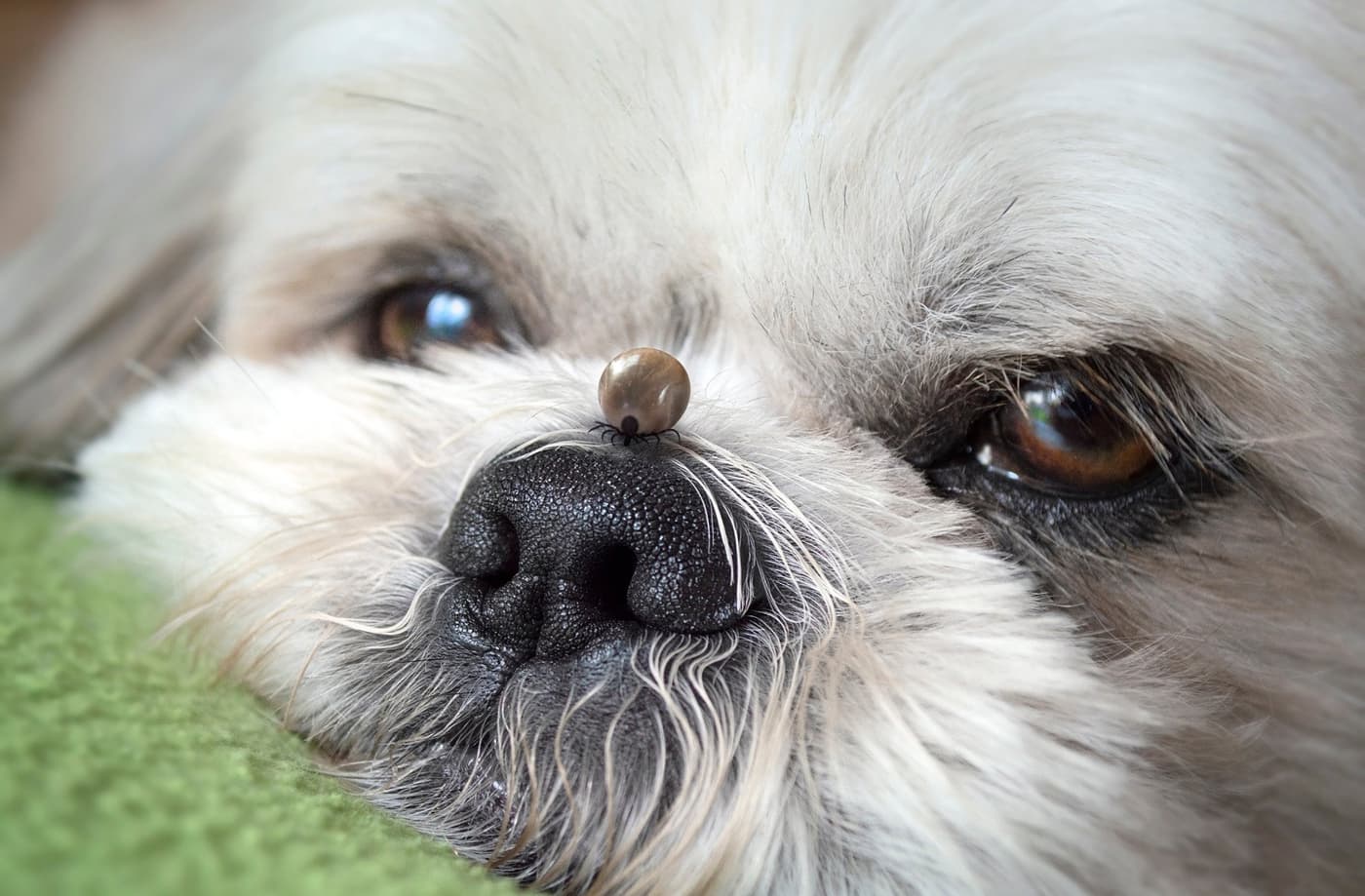 A Tick On A Dog's Nose