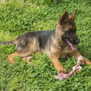 Best Bones For German Shepher