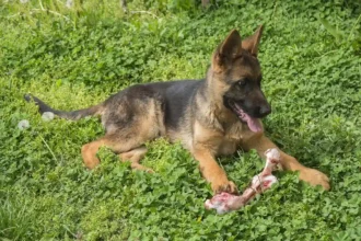 Best Bones For German Shepher