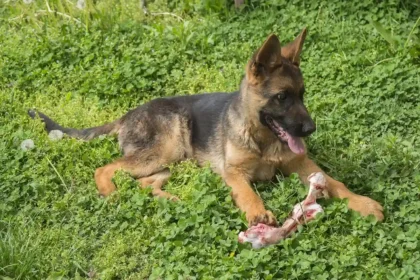 Best Bones For German Shepher