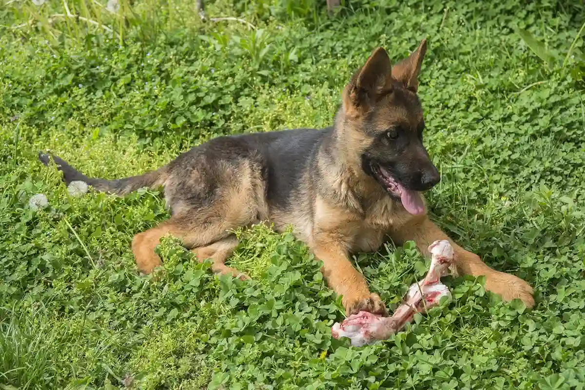 Best Bones For German Shepher