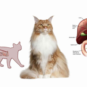 Best Canned Cat Food For Liver Disease