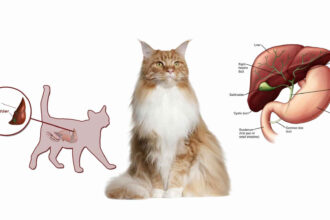 Best Canned Cat Food For Liver Disease