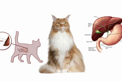 Best Canned Cat Food For Liver Disease
