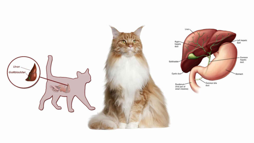 Best Canned Cat Food For Liver Disease Home Pets Coach