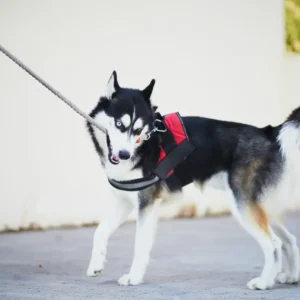 Best Leash For Husky