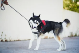 Best Leash For Husky