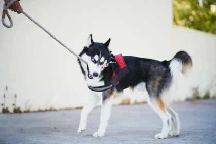 Best Leash For Husky Home Pets Coach