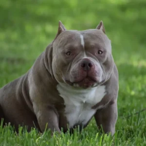 Black Tri American Bully